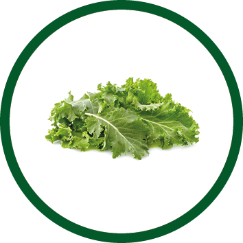 Green leaf of kale isolated on white background.