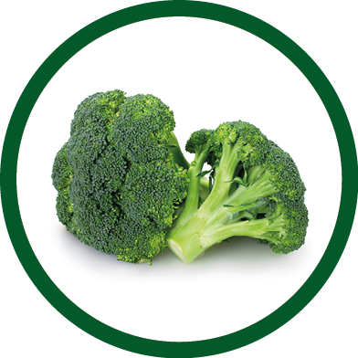 fresh broccoli isolated on white background closeup