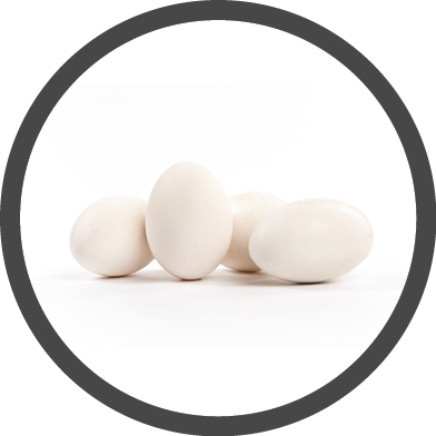 Fresh goose eggs isolated on white background
