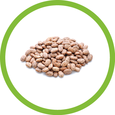 Pinto beans isolated on white background