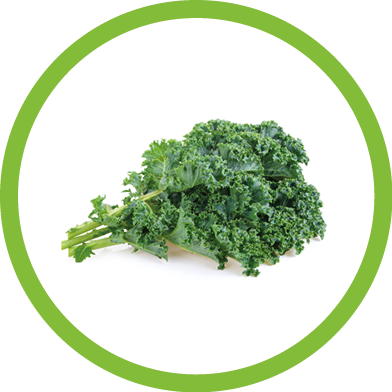 Fresh kale on white background