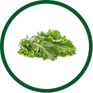 Green leaf of kale isolated on white background.