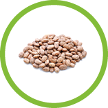 Pinto beans isolated on white background