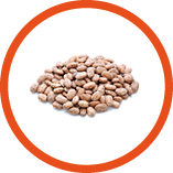 Pinto beans isolated on white background