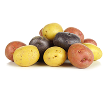 Pile of colorful fresh little potatoes over a white background