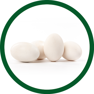 Fresh goose eggs isolated on white background