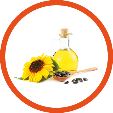 Sunflower oil in glass jug, seeds and flower isolated on white background