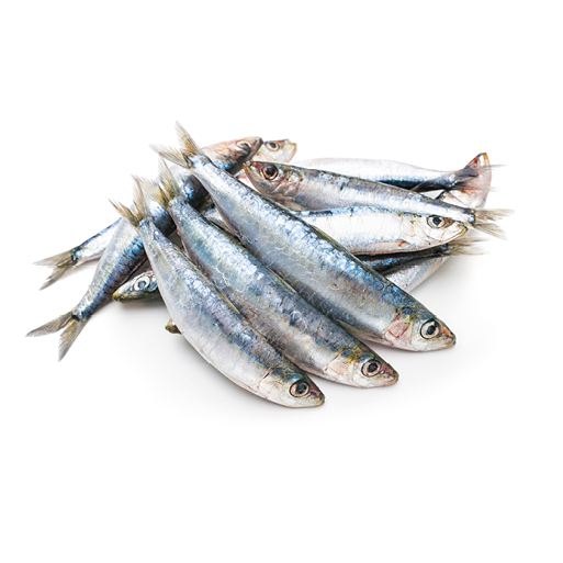 Fresh raw sardines isolated on white background