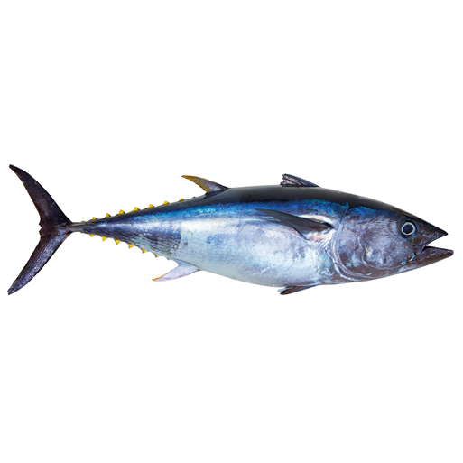 Bluefin tuna really fresh isolated on white Thunnus thynnus