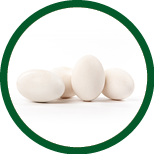 Fresh goose eggs isolated on white background