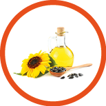 Sunflower oil in glass jug, seeds and flower isolated on white background