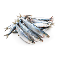 Fresh raw sardines isolated on white background