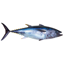 Bluefin tuna really fresh isolated on white Thunnus thynnus