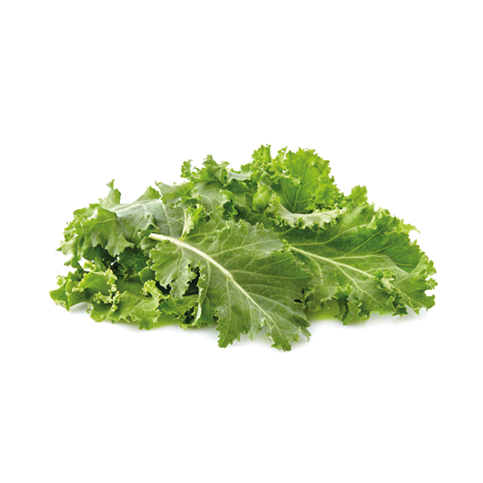 Green leaf of kale isolated on white background.