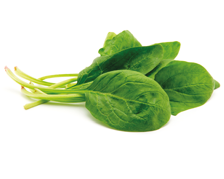 Spinach on a white background