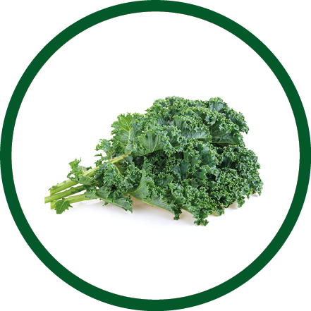 Fresh kale on white background
