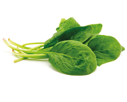 Spinach on a white background