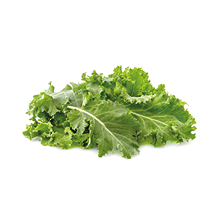 Green leaf of kale isolated on white background.