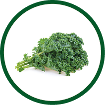 Fresh kale on white background