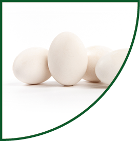 Fresh goose eggs isolated on white background