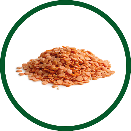 Heap of red lentils isolated on white.