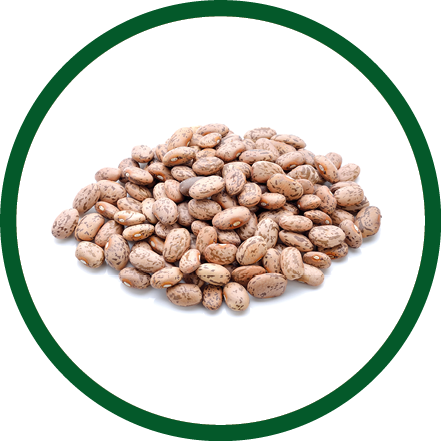 Pinto beans isolated on white background