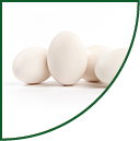 Fresh goose eggs isolated on white background