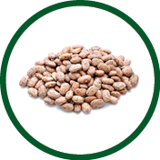 Pinto beans isolated on white background