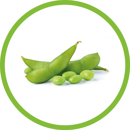 green soybeans on white background