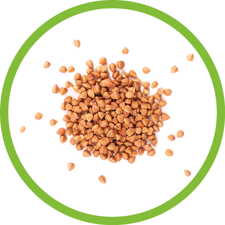 Roasted buckwheat grains, isolated on white background. Dry brown buckwheat groats. Top view