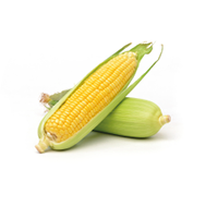 Fresh corn isolated on white background.