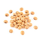 Dried soya beans on white background