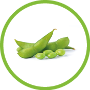 green soybeans on white background