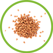 Roasted buckwheat grains, isolated on white background. Dry brown buckwheat groats. Top view