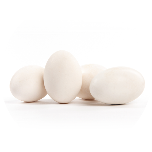 Fresh goose eggs isolated on white background